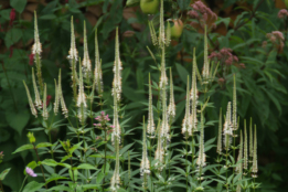 Veronicastrum virginicum 'Album' bestellen